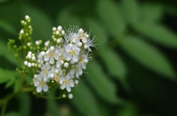 a解说水果派中文