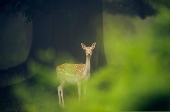 ijzzijz小学视频免费的