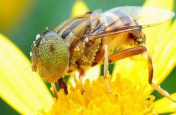 《夏洛特》樱花动漫