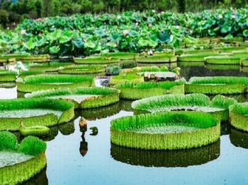 《孩子梦想》在线观看