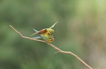 三国杀女将果图大全