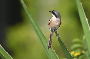 五花肉多少钱一斤