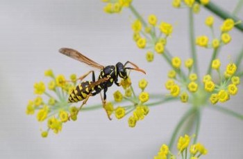 企鹅直播