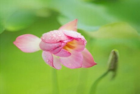 免费芒果电影院