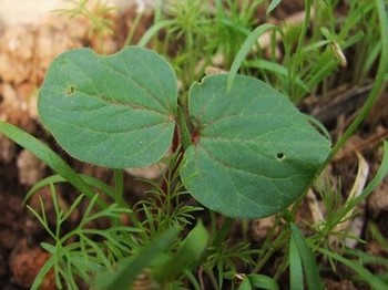 刺客的解压方式动漫樱花动漫