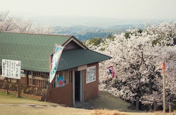 前夫不让我养狗新鲜的苹果