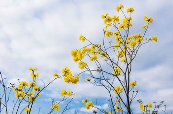 地下偶像免费樱花动漫