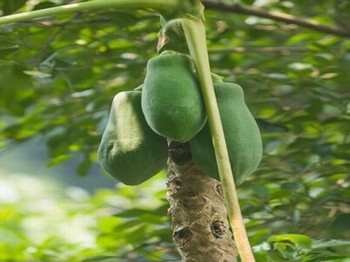 无言之月樱花动漫版免费